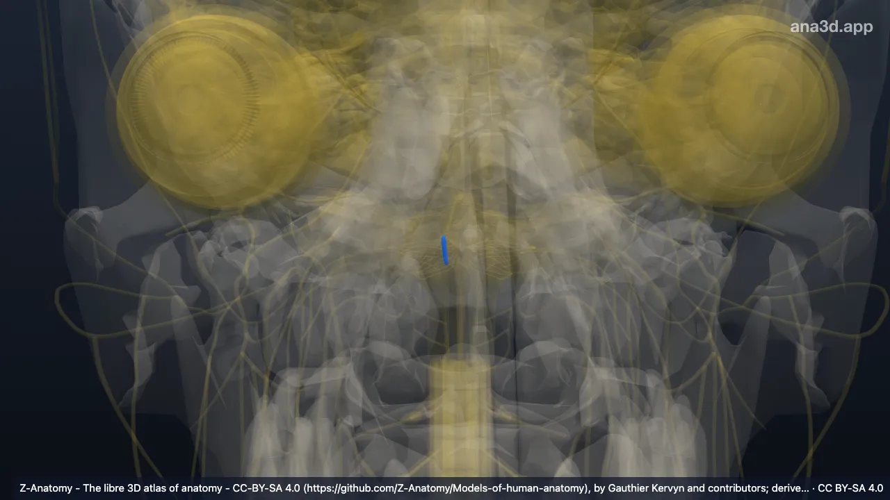 3D-Modell: Rechter Nucleus ambiguus