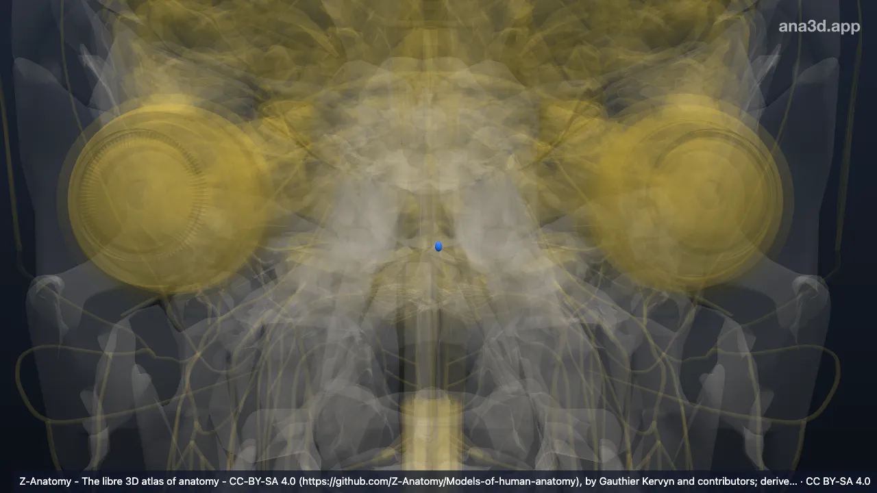 3D model: left nucleus of abducens nerve