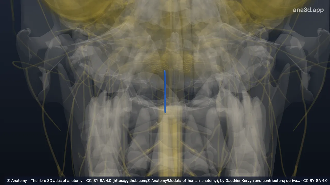 3D model: right nucleus of accessory nerve