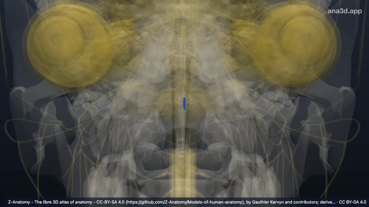 3D model: left nucleus of hypoglossal nerve