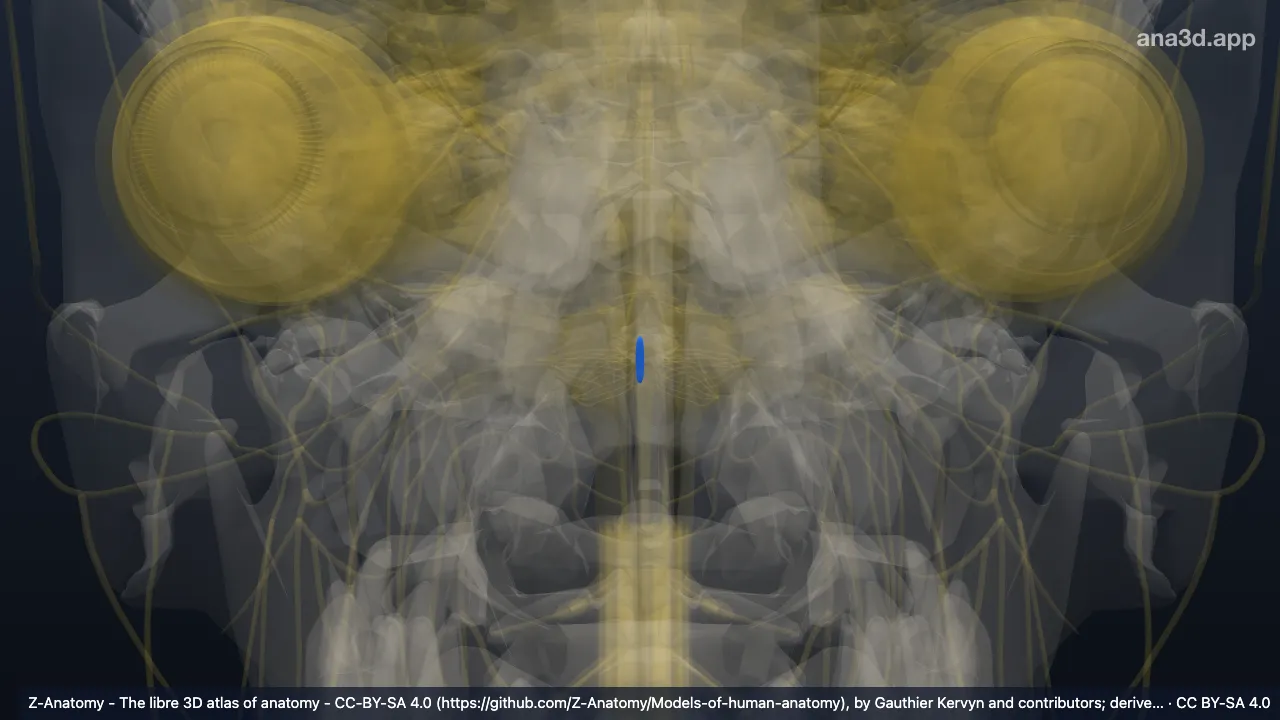 3D model: right nucleus of hypoglossal nerve