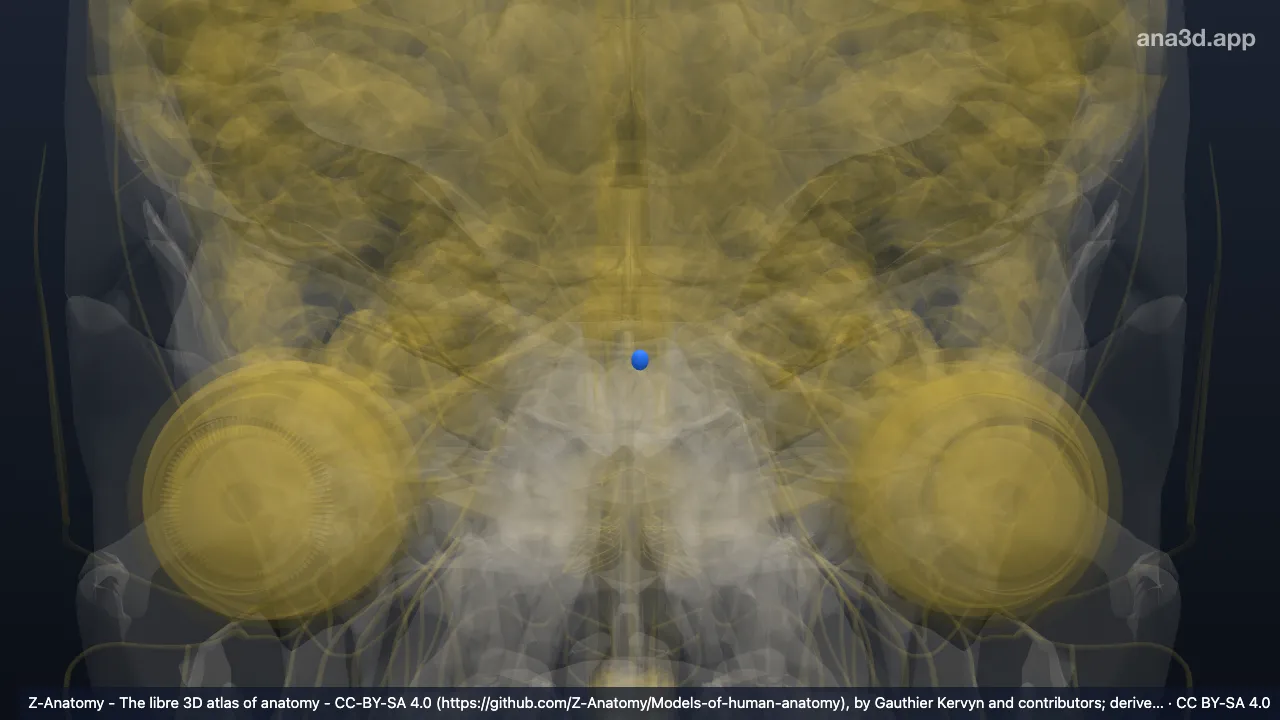 3D model: left nucleus of trochlear nerve