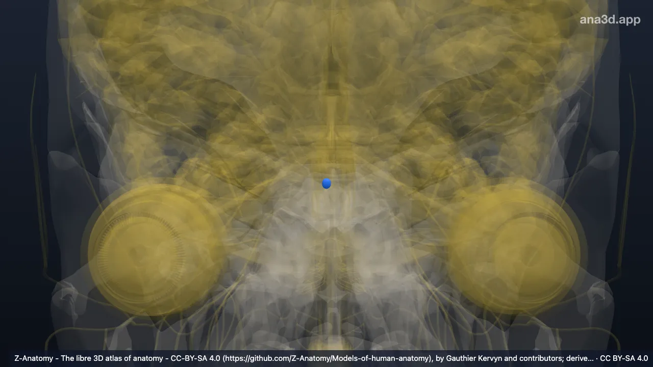 Modelo 3D: Núcleo del nervio troclear derecho