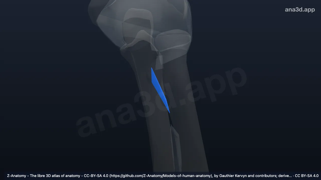 Modèle 3D : Corde oblique gauche