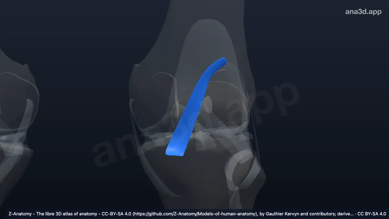 3D model: left oblique popliteal ligament