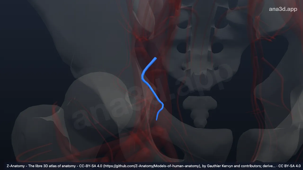 3D model: right obturator artery