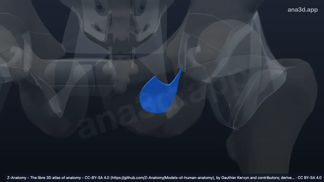 3D model: left obturator membrane