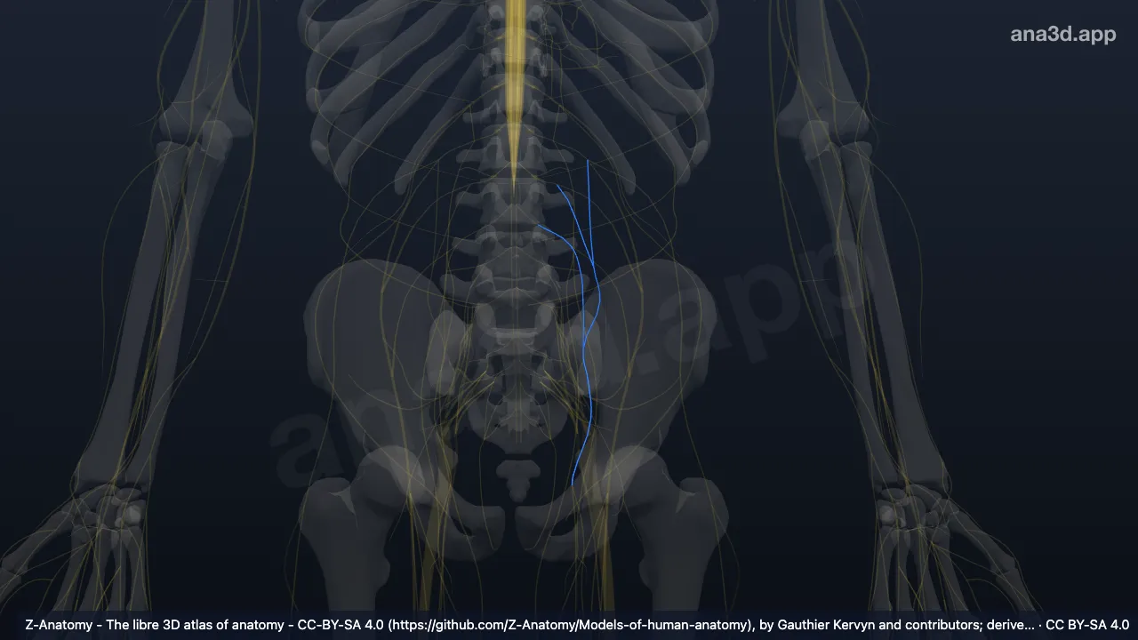 3D model: left obturator nerve