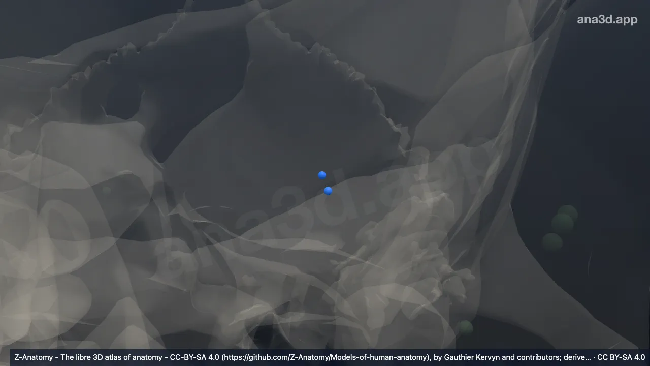 โมเดล 3 มิติ: ต่อมน้ำเหลืองท้ายทอยซ้าย