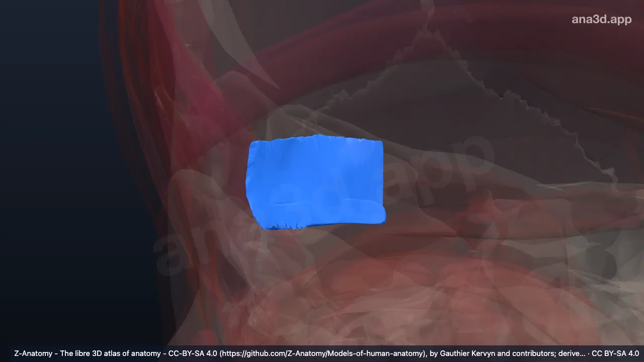 3D model: right occipitalis muscle