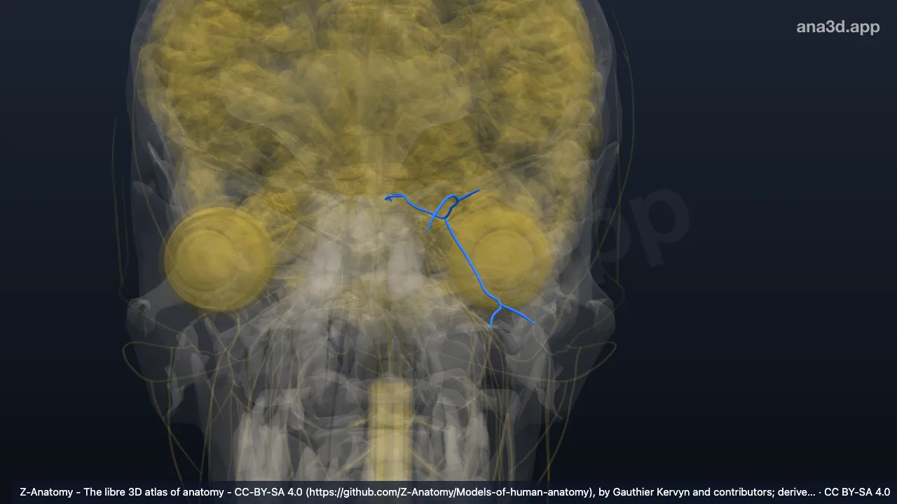 3D model: left oculomotor nerve (III)