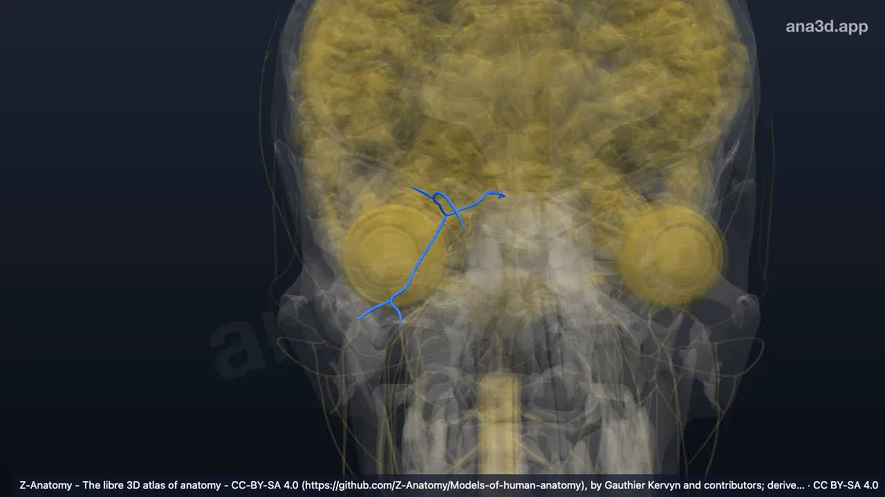 3D model: right oculomotor nerve (III)