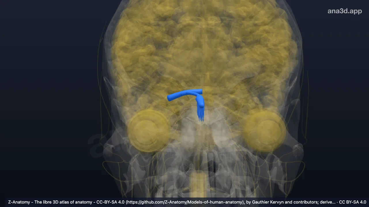 3D model: right olfactory nerve (I)