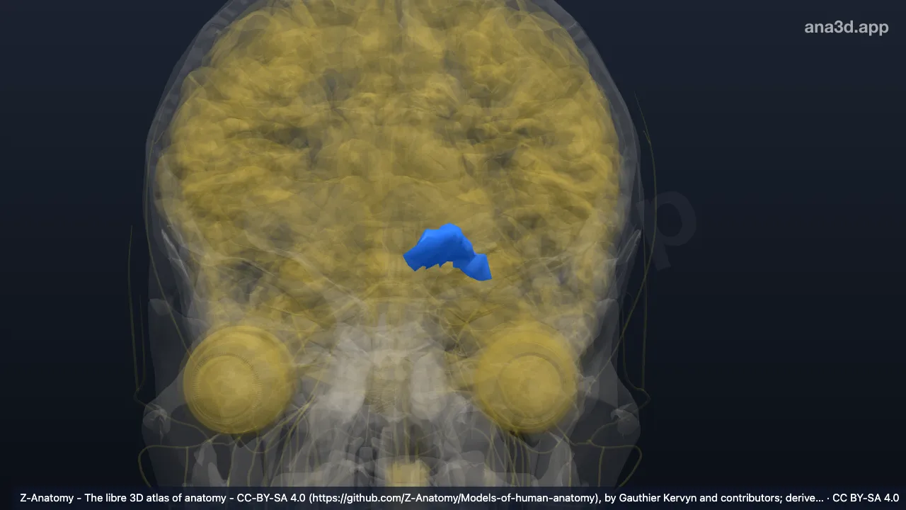 3D-Modell: Linker Sulcus olfactorius