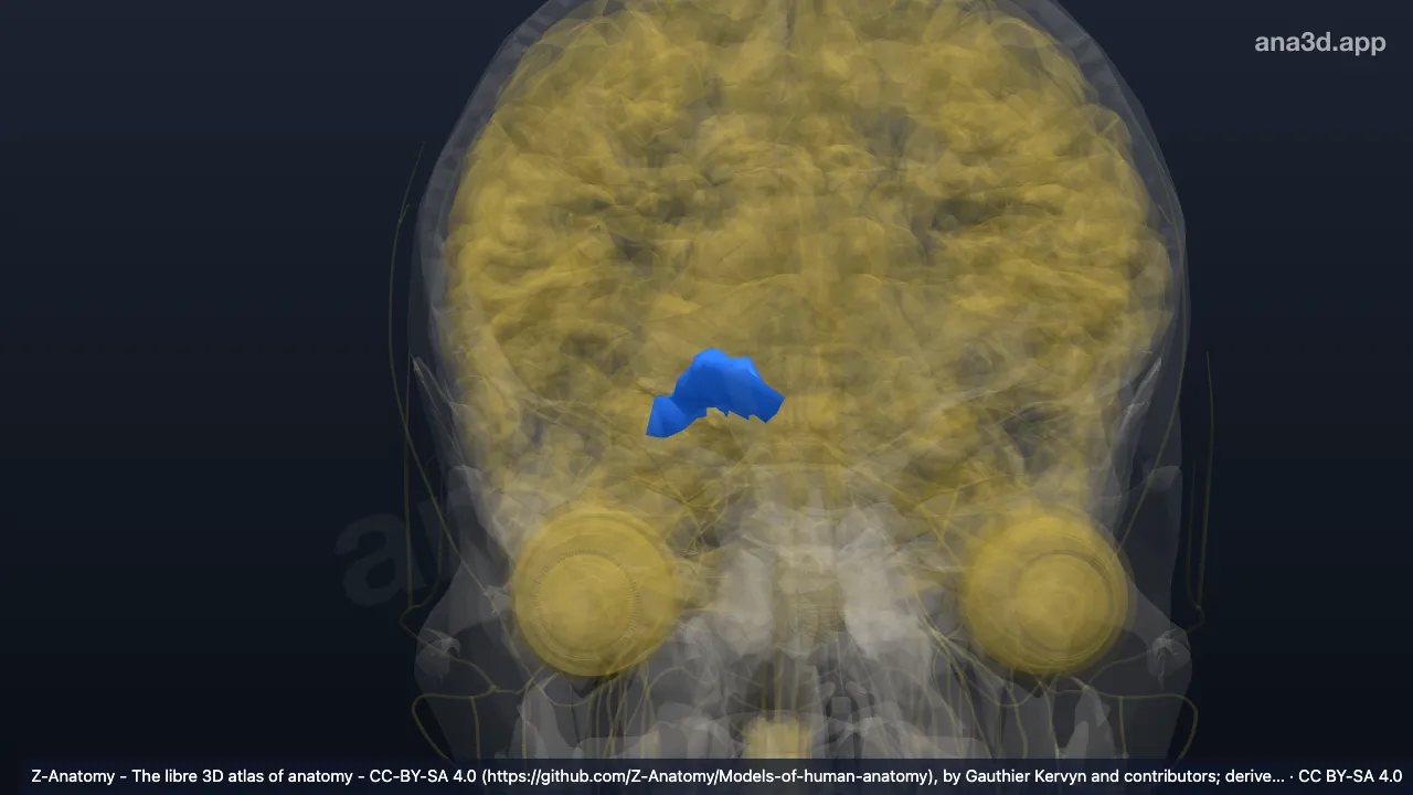 3D-Modell: Rechter Sulcus olfactorius