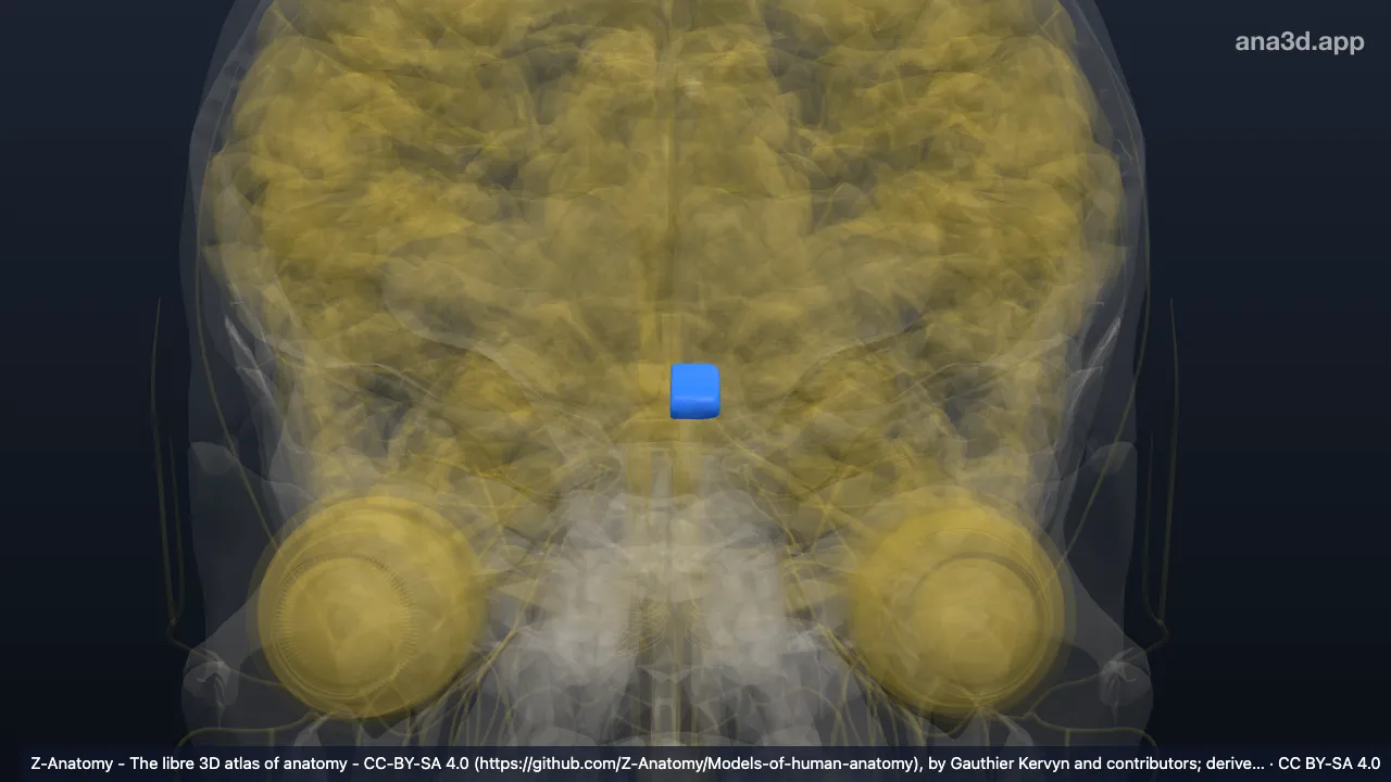 Modèle 3D : Chiasma optique gauche