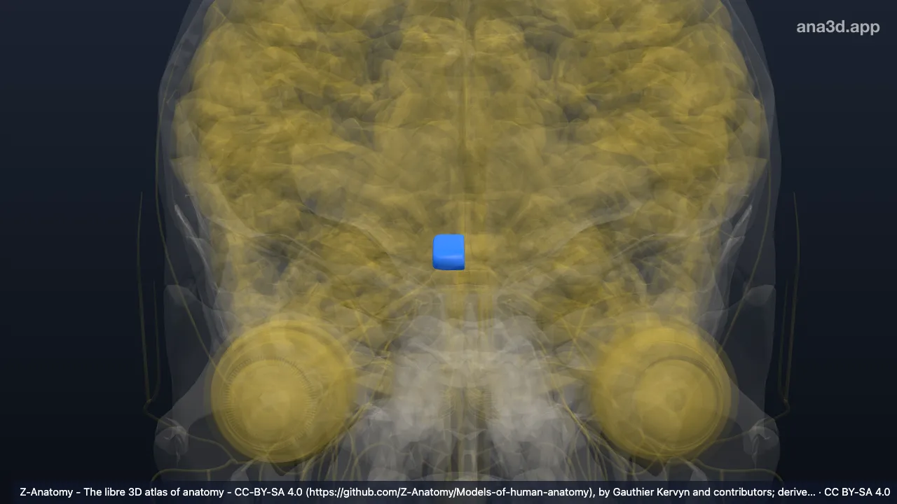 Modelo 3D: Quiasma óptico derecho