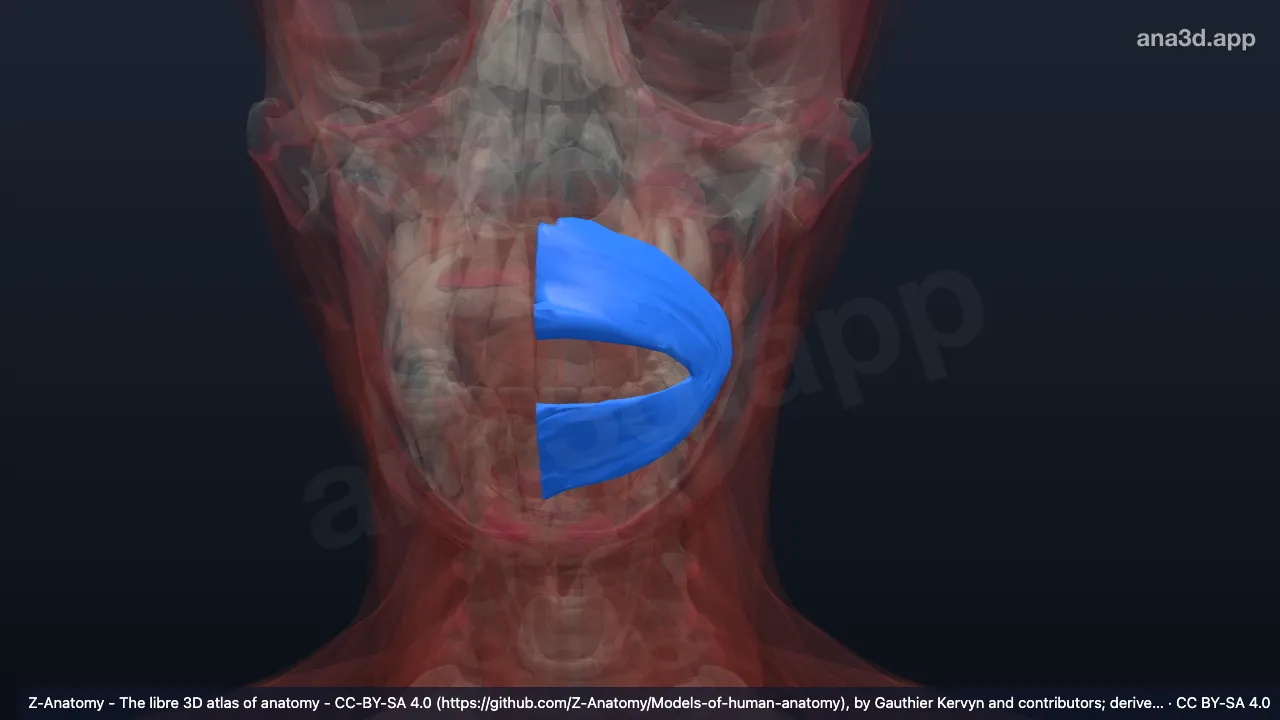 3D-Modell: Linker Musculus orbicularis oris