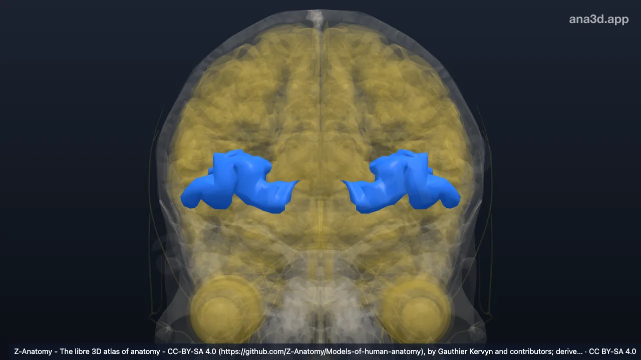 Model 3D: Girus-girus orbitalis (girus dan sulkus frontomarginalis*)