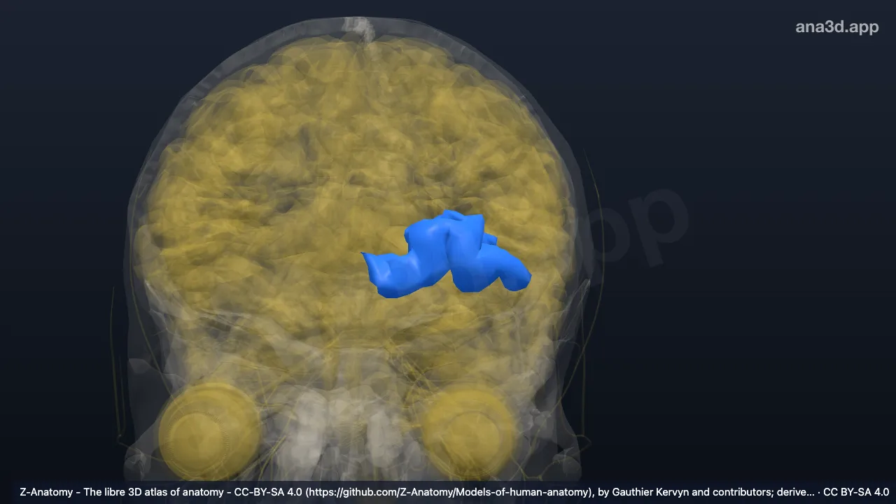 Model 3D: Girus-girus orbitalis kiri (Girus dan sulkus frontomarginalis*)