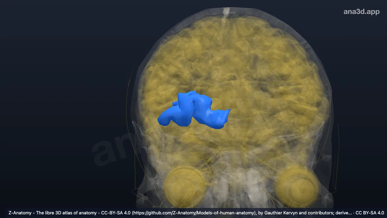 Model 3D: Girus-girus orbitalis kanan (Girus dan sulkus frontomarginalis*)