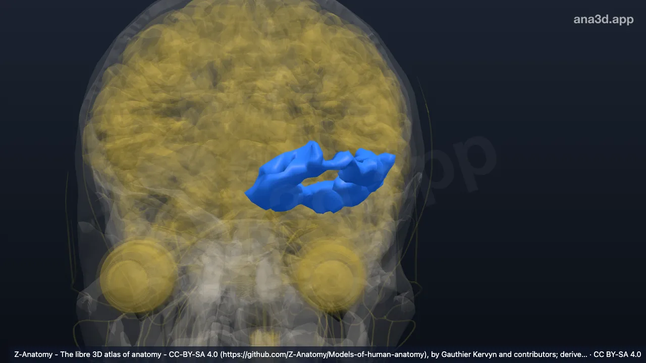 Modelo 3D: Giros orbitais esquerdos