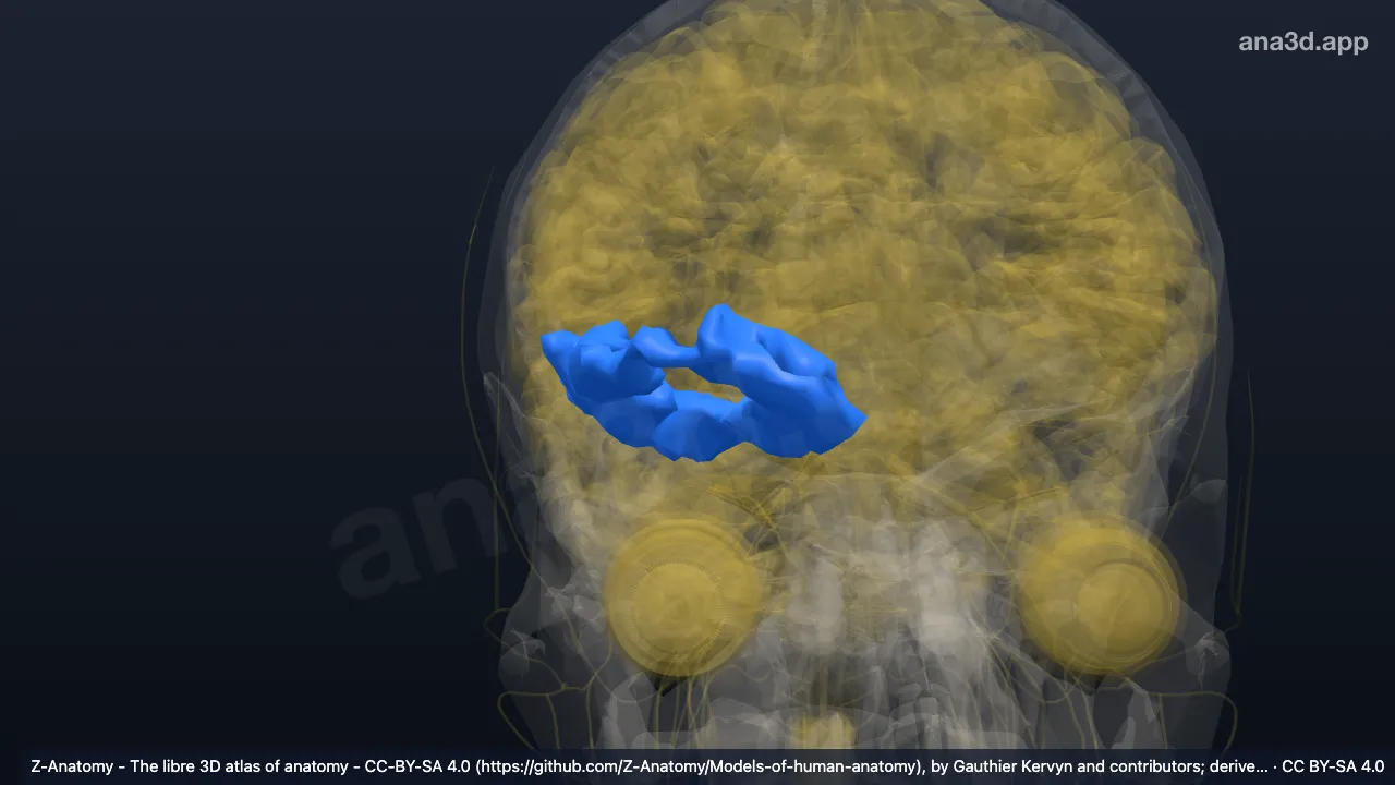 3D-Modell: Rechte Gyri orbitales