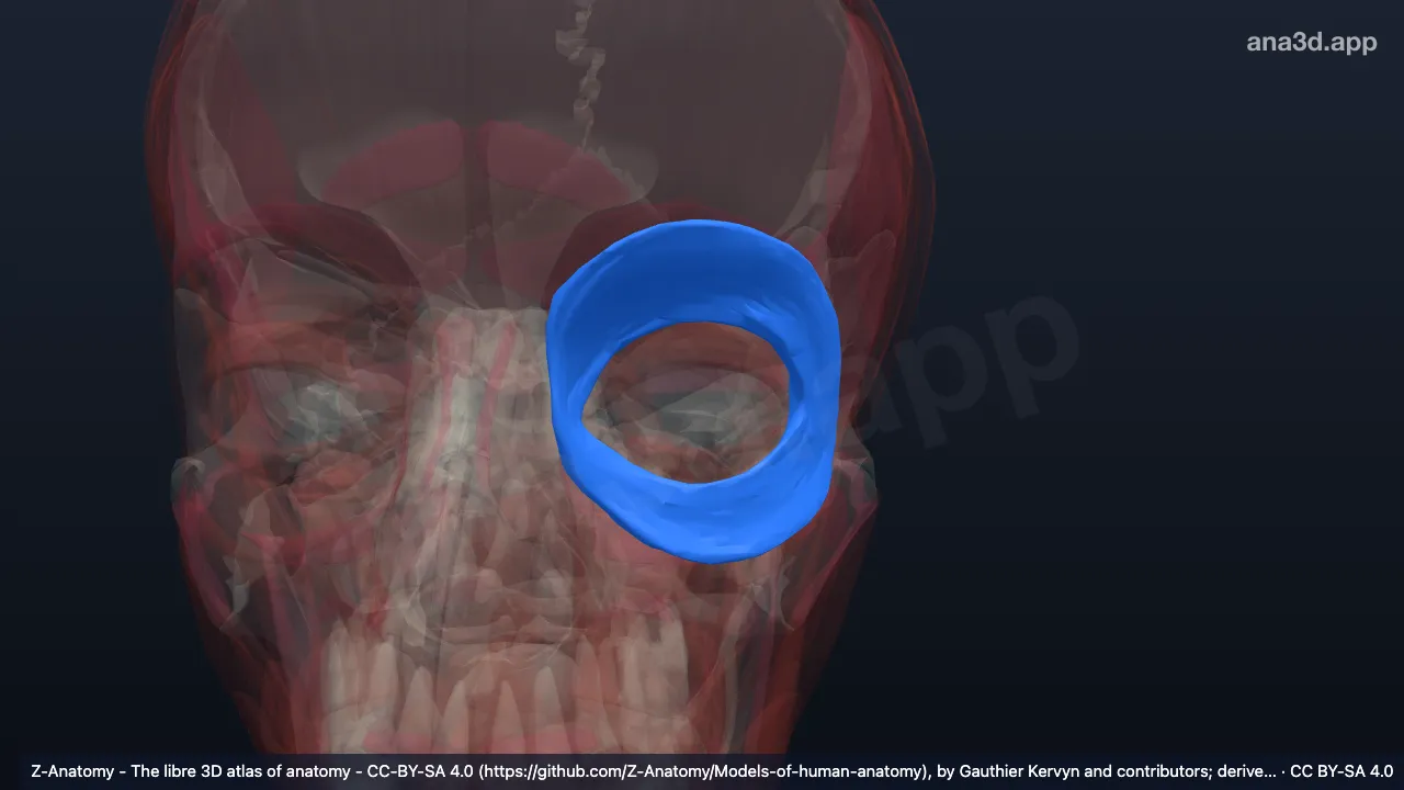 Model 3D: Bagian orbitalis otot orbikularis okuli kiri