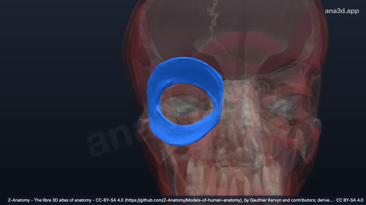 Model 3D: Bagian orbitalis otot orbikularis okuli kanan