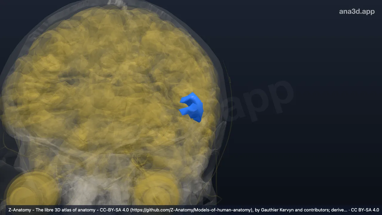 3D model: left orbital sulci (Lateral Orbital sulcus*)