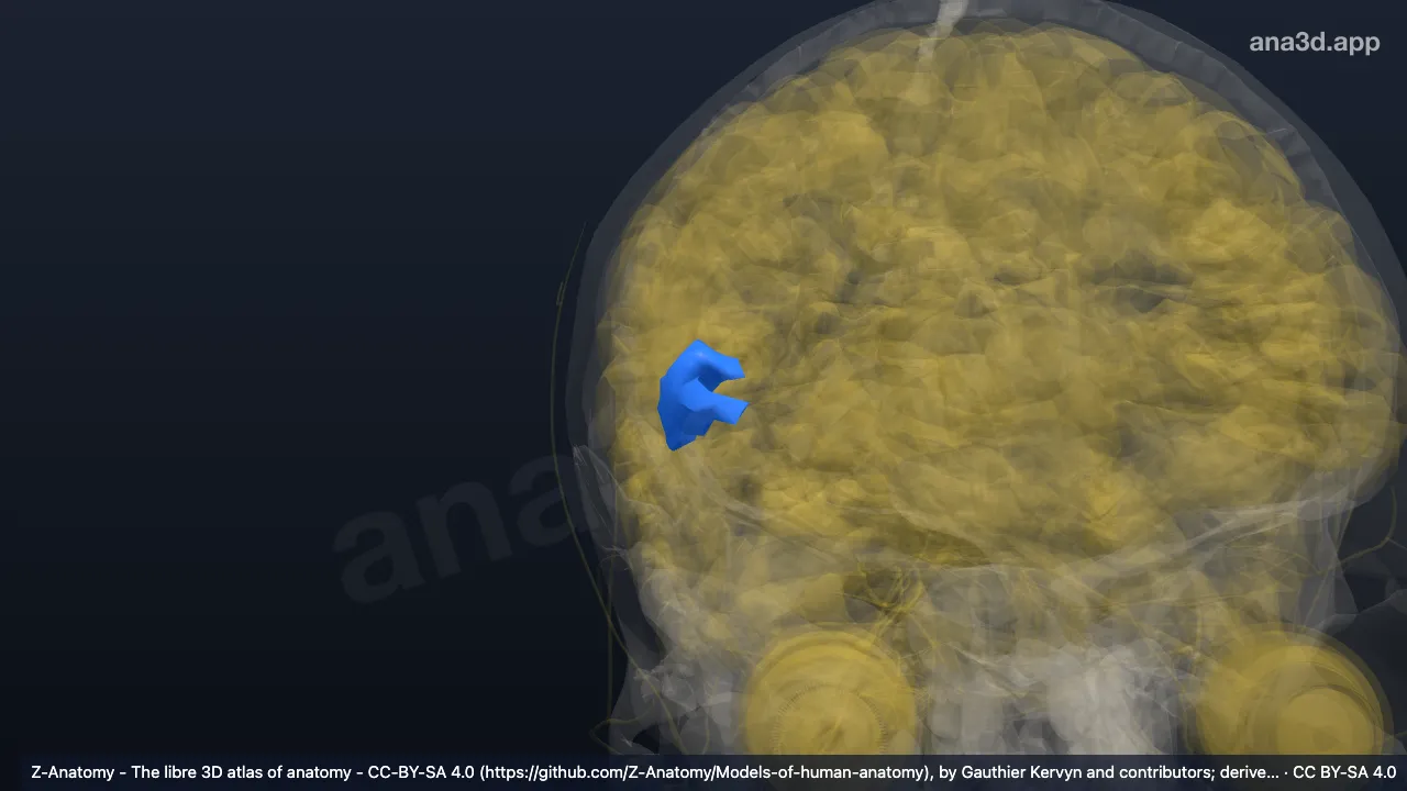3D model: right orbital sulci (Lateral Orbital sulcus*)