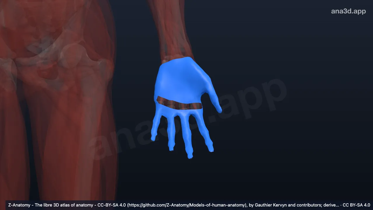 Modelo 3D: Aponeurosis palmar izquierda