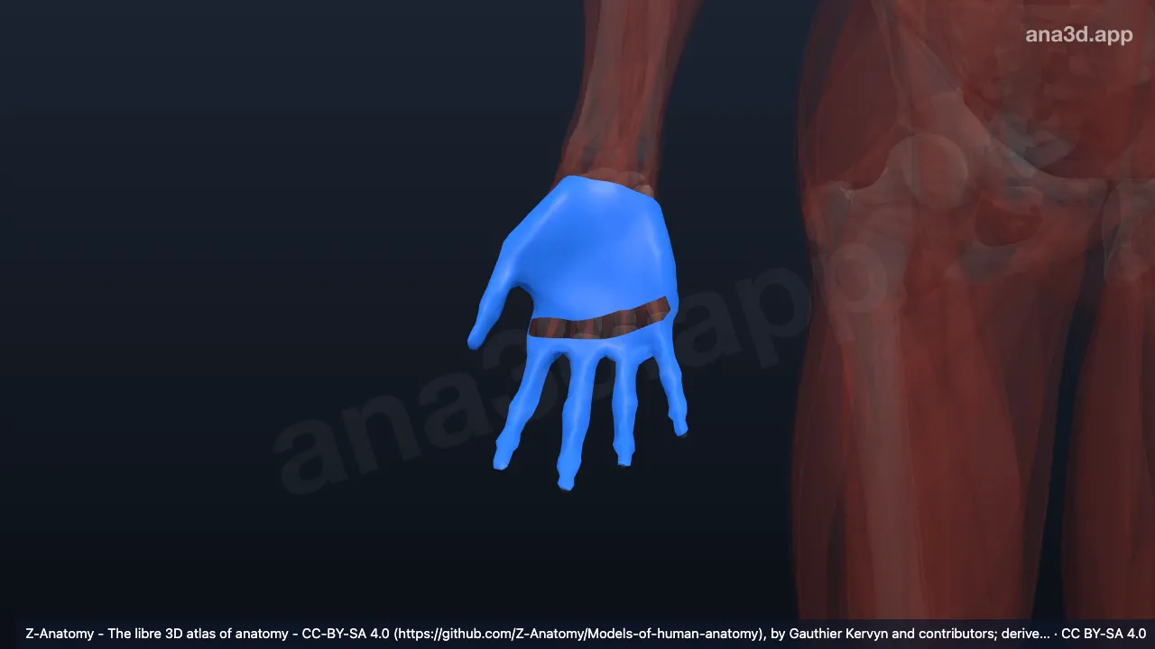3D 模型：右掌腱膜