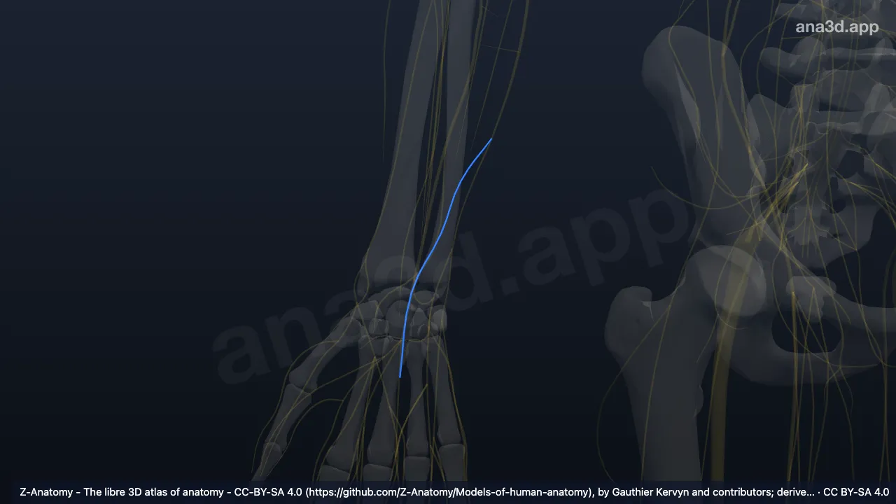 Model 3D: Cabang palmaris saraf ulnaris kanan