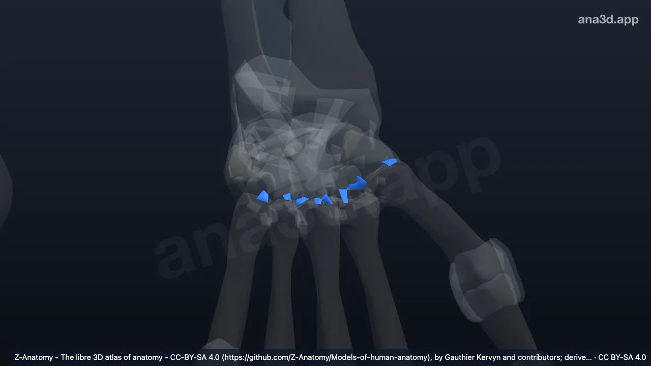 Modelo 3D: Ligamentos carpometacarpianos palmares izquierdos