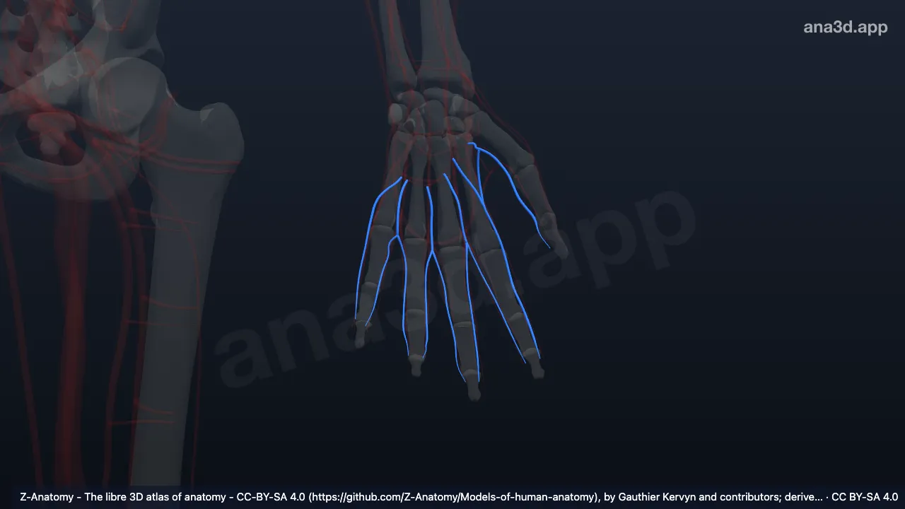 Mô hình 3D: Các tĩnh mạch gan ngón tay trái