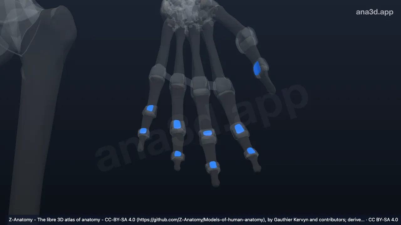 Modèle 3D : Ligaments interphalangiens palmaires gauches
