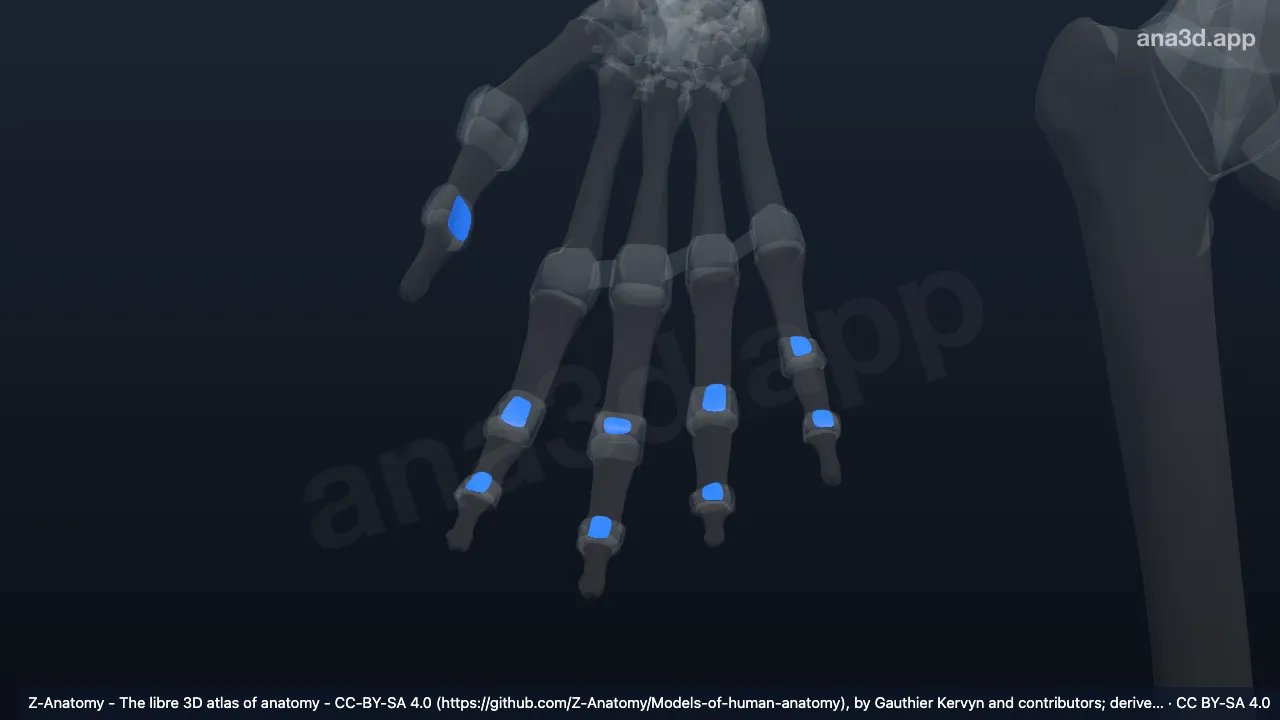 3D model: right palmar interphalangeal ligaments