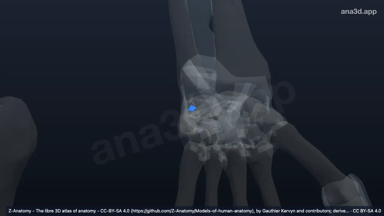 Modelo 3D: Ligamento lunotriquetral palmar izquierdo