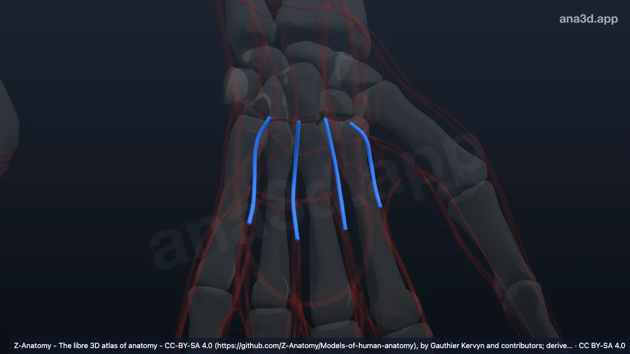 3D-Modell: Linke Arteriae metacarpales palmares