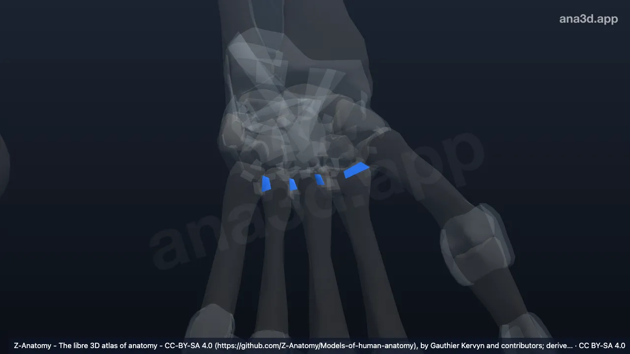 Modelo 3D: Ligamentos metacarpianos palmares izquierdos