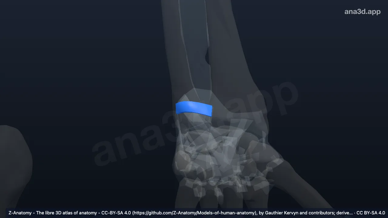 3D model: left palmar radio-ulnar ligament