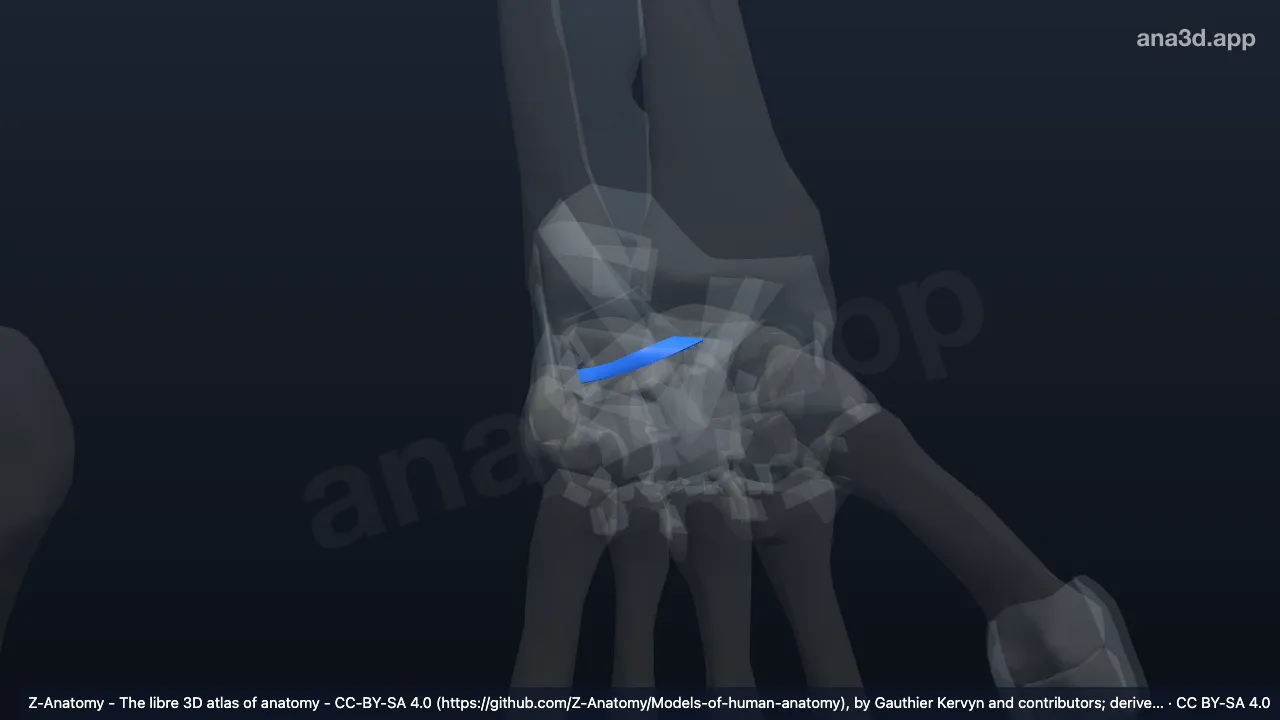 Modelo 3D: Ligamento escafotriquetral palmar esquerdo