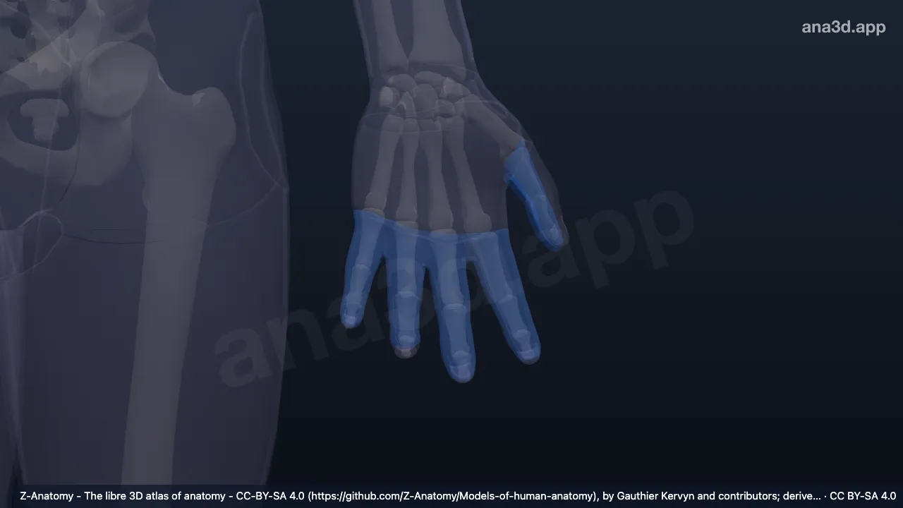 3D-Modell: Linke Facies palmares digitorum manus