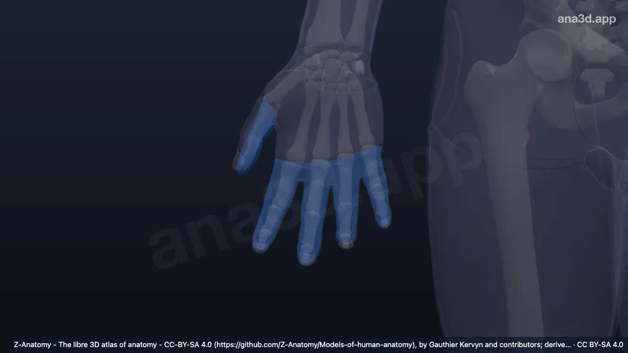 3D 模型：右手指掌侧面