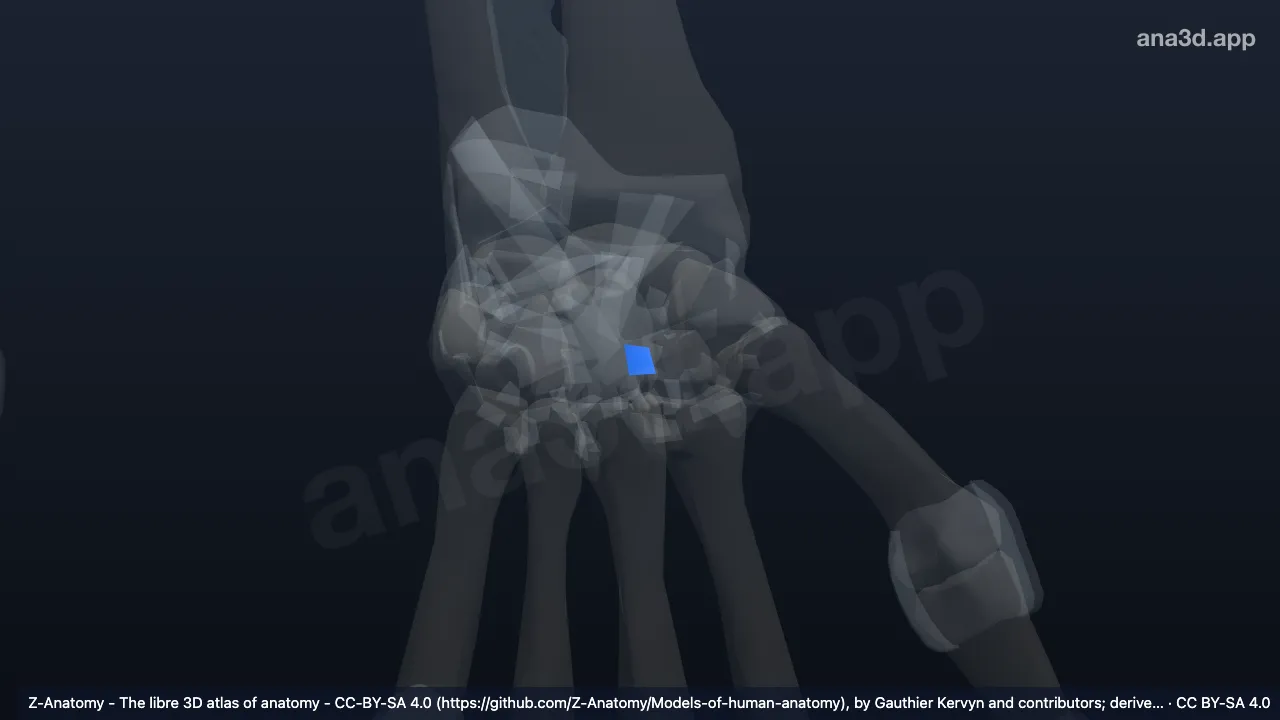 Modelo 3D: Ligamento trapezoideocapitado palmar esquerdo