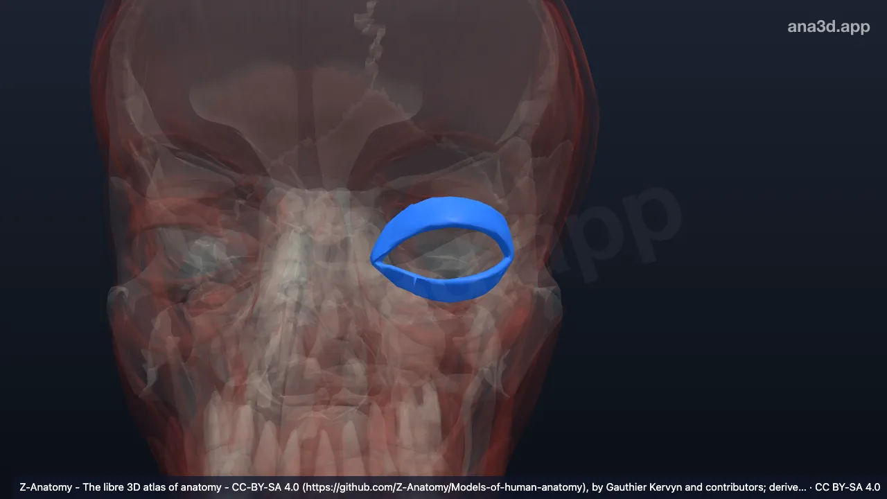 Model 3D: Bagian palpebralis otot orbikularis okuli kiri