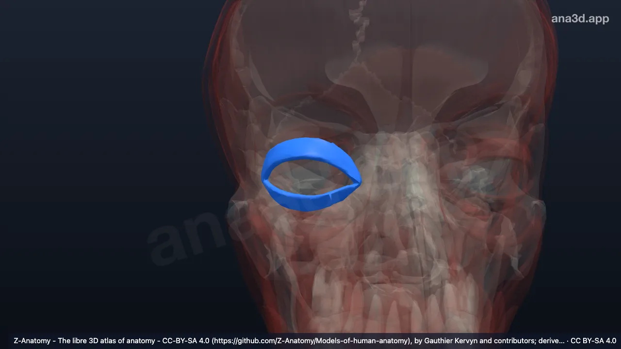 Model 3D: Bagian palpebralis otot orbikularis okuli kanan