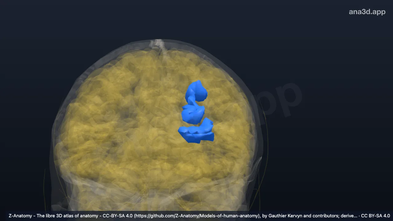 3D model: left paracentral sulcus