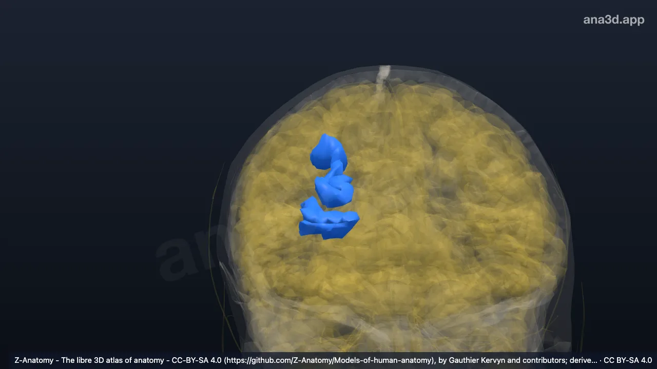 3D model: right paracentral sulcus